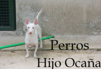 /album/fotogaleria/perrita-copia332-png/